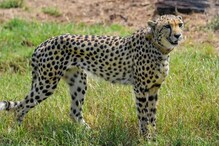 Cheetah | അശോക, ശൗര്യ, ചിരായു, സിംബ; ചീറ്റകള്‍ക്ക് നിര്‍ദേശിക്കപ്പെട്ടത് 1,900ലധികം പേരുകള്‍