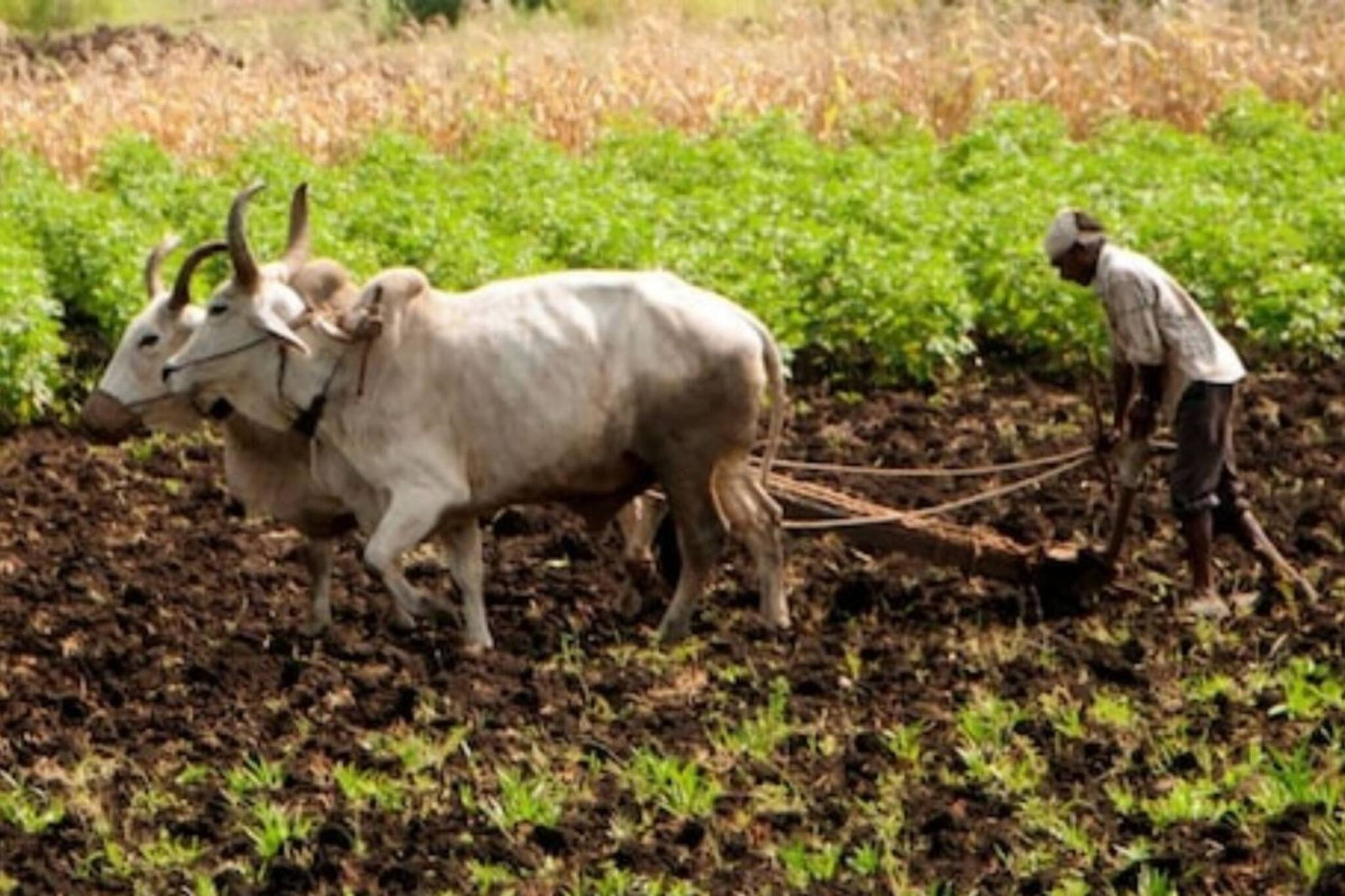 PM KISAN | പ്രധാനമന്ത്രി കിസാൻ സമ്മാൻ നിധി 12-ാം ഗഡു ഈ മാസം ലഭിച്ചേക്കും; സ്റ്റാറ്റസ് പരിശോധിക്കുന്നത് എങ്ങനെ?