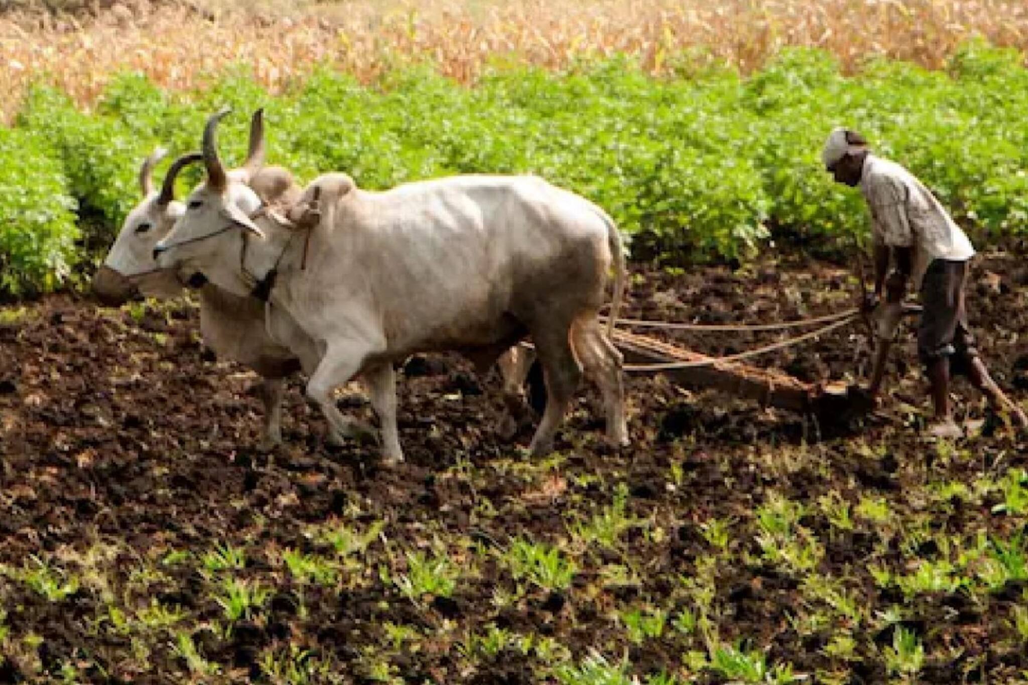പിഎം കിസാന്‍ സമ്മാന്‍ നിധി 12-ാം ഗഡു വിതരണം ഉടൻ; ഇകെവൈസി പൂർത്തിയാക്കേണ്ടത് എങ്ങനെ?