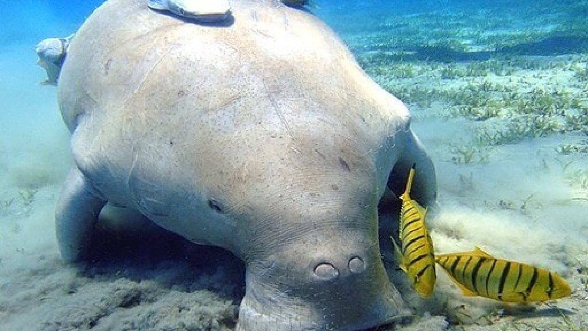 Dugong | കടൽപ്പശുക്കളെക്കുറിച്ച് കേട്ടിട്ടുണ്ടോ? ഇന്ത്യയിലെ ആദ്യ കടല്‍പ്പശു സംരക്ഷണ മേഖല തമിഴ്‌നാട്ടില്‍