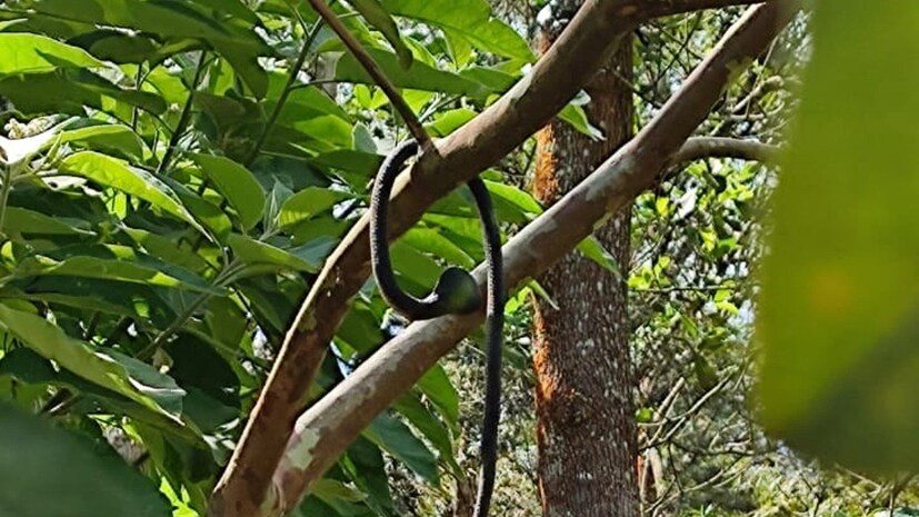  ഉടുമ്പൻചോലയിലെ സ്വകാര്യ ഏലത്തോട്ടത്തിൽ കുരങ്ങന്മാരുടെ ശല്യം നിയന്ത്രിക്കാൻ ചൈനീസ് പാമ്പുകളെ ഉപയോഗിച്ചതായുള്ള വാർത്തകൾ കണ്ടാണ് പൊലീസ് സ്റ്റേഷൻ പരിസരത്തും ഈ തന്ത്രം പരീക്ഷിച്ചത്.
