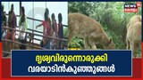 Video| ദൃശ്യവിരുന്നൊരുക്കി ഇരവികുളം നാഷണല്‍ പാർക്കില്‍ പിറന്ന വരയാടിൻ കുഞ്ഞുങ്ങൾ