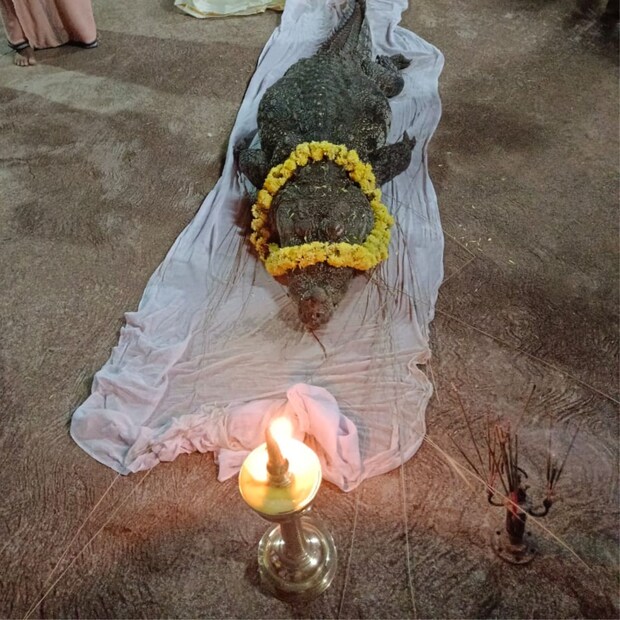 babiya, babiya crocodile, kasargod, kumbala Ananthapuram temple, ബബിയ, ബബിയ മുതല, കാസർഗോഡ്, കുമ്പള അനന്തപുരം ക്ഷേത്രം, ബബിയ മരിച്ചു