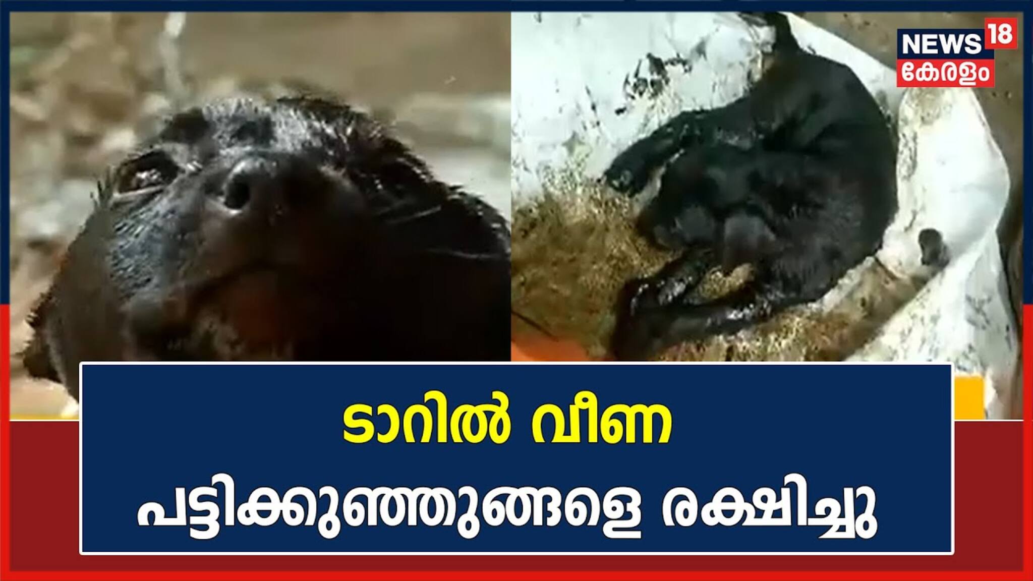 മലപ്പുറത്ത് ടാറിൽ വീണ പട്ടിക്കുഞ്ഞുങ്ങളെ ഏഴ് മണിക്കൂർ നീണ്ട പരിശ്രമത്തിനൊടുവിൽ രക്ഷിച്ചു