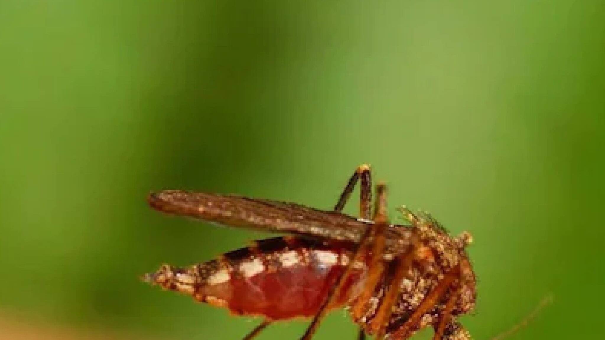 Malaria | ഇന്ത്യയുടെ മലേറിയ നിർമാർജ്ജന മാർ​ഗങ്ങൾ ലോകത്തിനു തന്നെ മാതൃകയായേക്കാമെന്ന് യുഎസ് ആരോ​ഗ്യ വിദഗ്ദ്ധർ