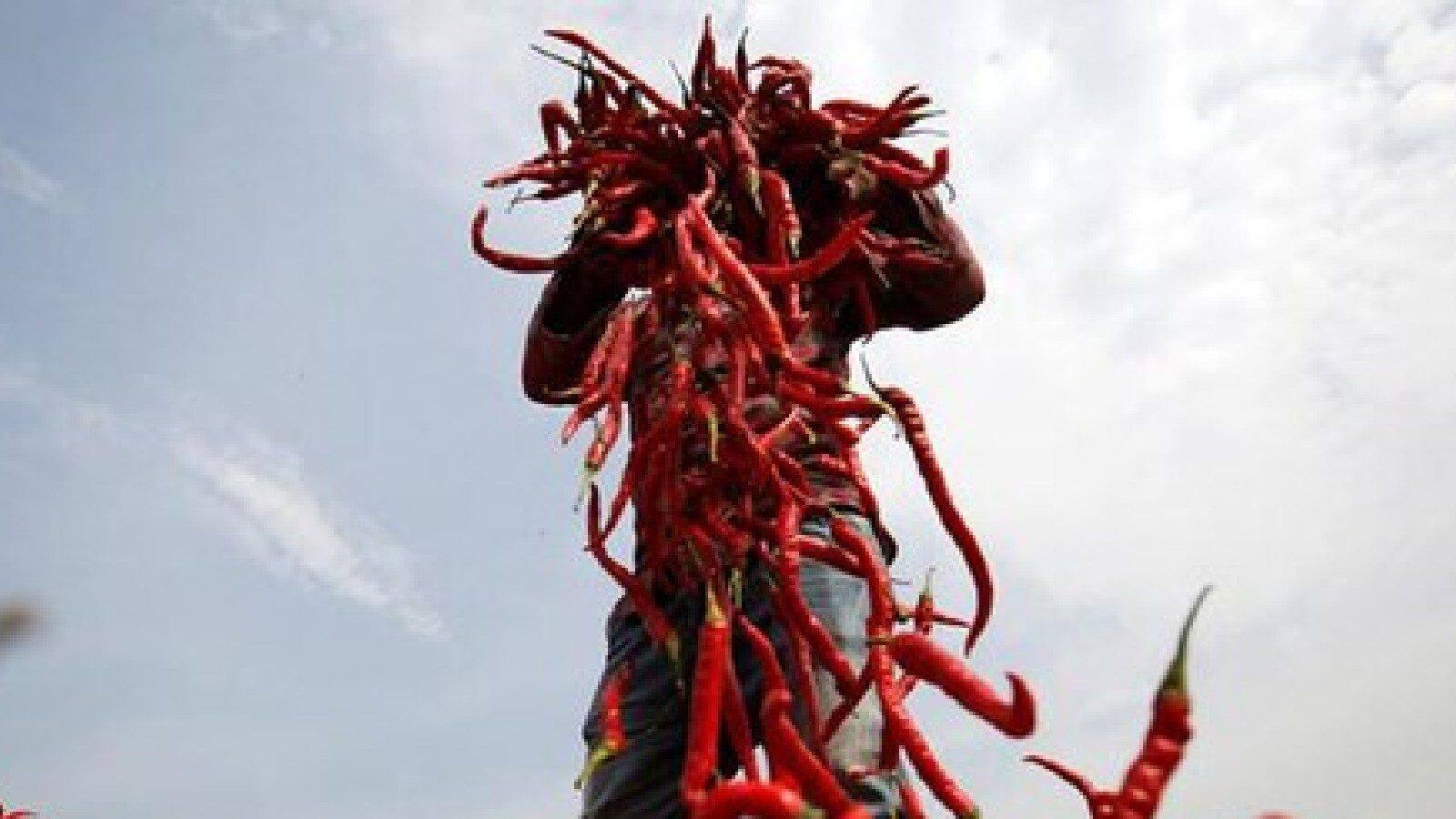 Kerala team to study chilli cultivation in Andhra; Chili fields and