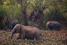 പി.ടി–7 -ന് ശേഷം ധോണിയിലെ ജനവാസ മേഖലയില്‍ വീണ്ടും കാട്ടാനയിറങ്ങി;തെങ്ങും കവുങ്ങും ഉള്‍പ്പെടെ നശിപ്പിച്ചതായി പരാതി