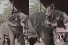 ആന വിരണ്ടു; മുണ്ട് പറിച്ചെറിഞ്ഞ് പാപ്പാൻ രക്ഷപെട്ടു; ദൃശ്യം കല്യാണഫോട്ടോ ഷൂട്ടിൽ പതിഞ്ഞു