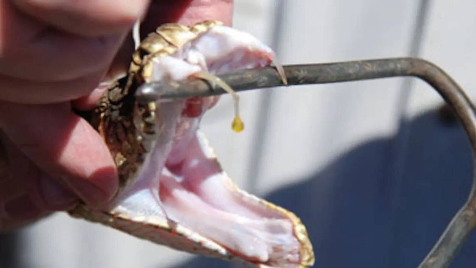 Snake Milker ജോലി പാമ്പിനൊപ്പം; ശമ്പളം ശരാശരി 54 ലക്ഷം; സ്നേക്ക് മി