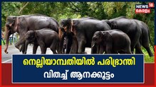 പരിഭ്രാന്തി വിതച്ച് നെല്ലിയാമ്പതി നൂറടിയിൽ ഒറ്റയാനിറങ്ങി; ഗതാഗതം തടസപ്പെട്ടു