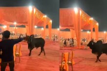 വിവാഹ വേദിയിലേക്ക്  'ക്ഷണിക്കപ്പെടാത്ത അതിഥിയായി കാള; വീഡിയോ വൈറല്‍