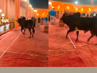 (വീഡിയോ ദൃശ്യം)