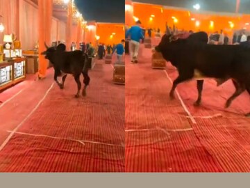 (വീഡിയോ ദൃശ്യം)