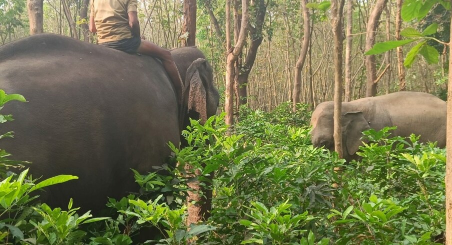  ഇത്രയും ദൂരം മയക്കുവെടിയേറ്റ കാട്ടാനയെ കൊണ്ടുപോകുന്നത് അപകടകരമാണെന്ന വിലയിരുത്തലിനെ തുടർന്ന് ധോണിയിൽ തന്നെ കൂട് നിർമ്മാണം തുടങ്ങി. യൂക്കാലി മരങ്ങൾ കൊണ്ടാണ് കൂട് നിർമ്മാണം. കൂടിനായി യൂക്കാലി മരങ്ങൾ ഉപയോഗിക്കാൻ ഒരു കാരണമുണ്ട്. കൂട്ടിലാക്കപ്പെട്ട കാട്ടാന പുറത്ത് ചാടാൻ നിരന്തരം ശ്രമിച്ചുകൊണ്ടിരിക്കും. കൂട് തകർക്കാൻ ശ്രമിക്കും.
