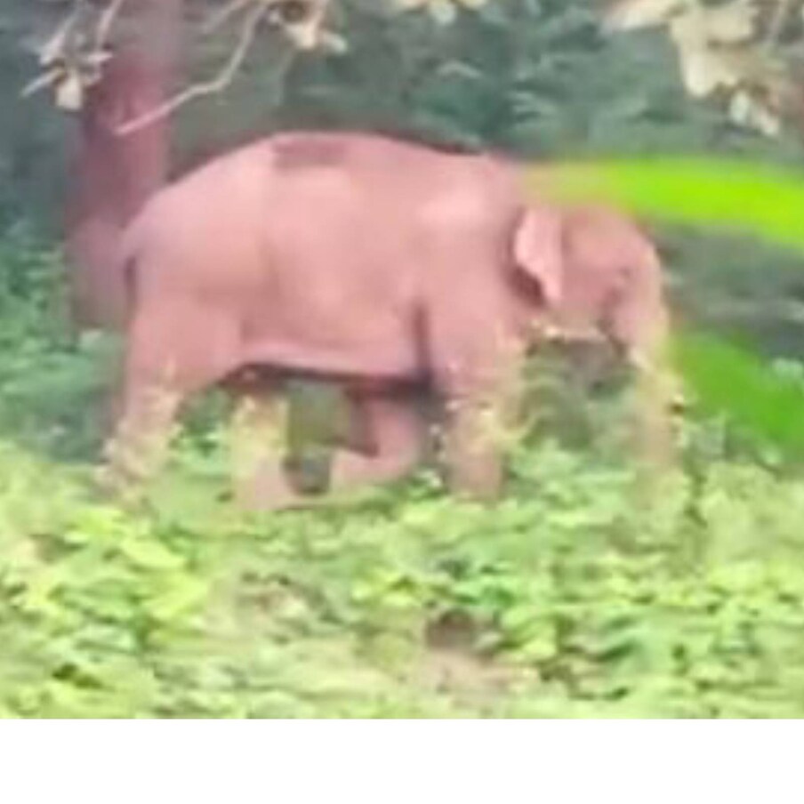  ദൗത്യത്തിനിടയിൽ ആർക്കെങ്കിലും പരുക്കേറ്റാൽ അവരെ ആശുപത്രിയിലെത്തിക്കാൻ ആംബുലൻസും ഫയർഫോഴ്സ് യൂണിറ്റും ഫോറസ്റ്റ് സ്റ്റേഷന് മുന്നിൽ സജ്ജമാക്കി നിർത്തിയിരുന്നു. അരുൺ സഖറിയയും  സംഘവും വനത്തിനകത്തേക്ക് കയറി. എന്നാൽ ദൗത്യ സംഘം PT സെവന് അടുത്തെത്തിയെങ്കിലും വെടി വെക്കാൻ പറ്റിയ സാഹചര്യത്തിലല്ലായിരുന്നു ആന നിലയുറപ്പിച്ചിരുന്നത്. ചെരിഞ്ഞ പ്രദേശത്ത് നിൽക്കുന്ന ആനയെ വെടിവെച്ചാൽ  അതിന്റെ ജീവൻ തന്നെ അപകടത്തിലാകും.