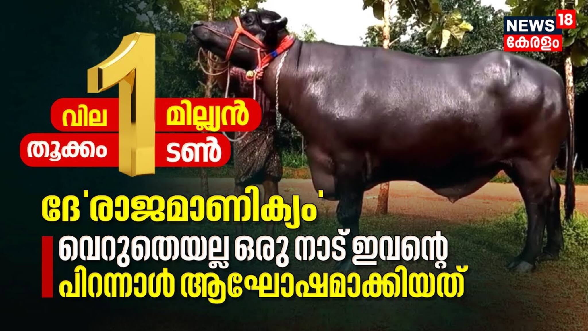 വില 10 ലക്ഷം, തൂക്കം 1 ടൺ, വെറുതെയല്ല ഒരു നാട് ഇവന്റെ പിറന്നാൾ ആഘോഷമാക്കിയത്