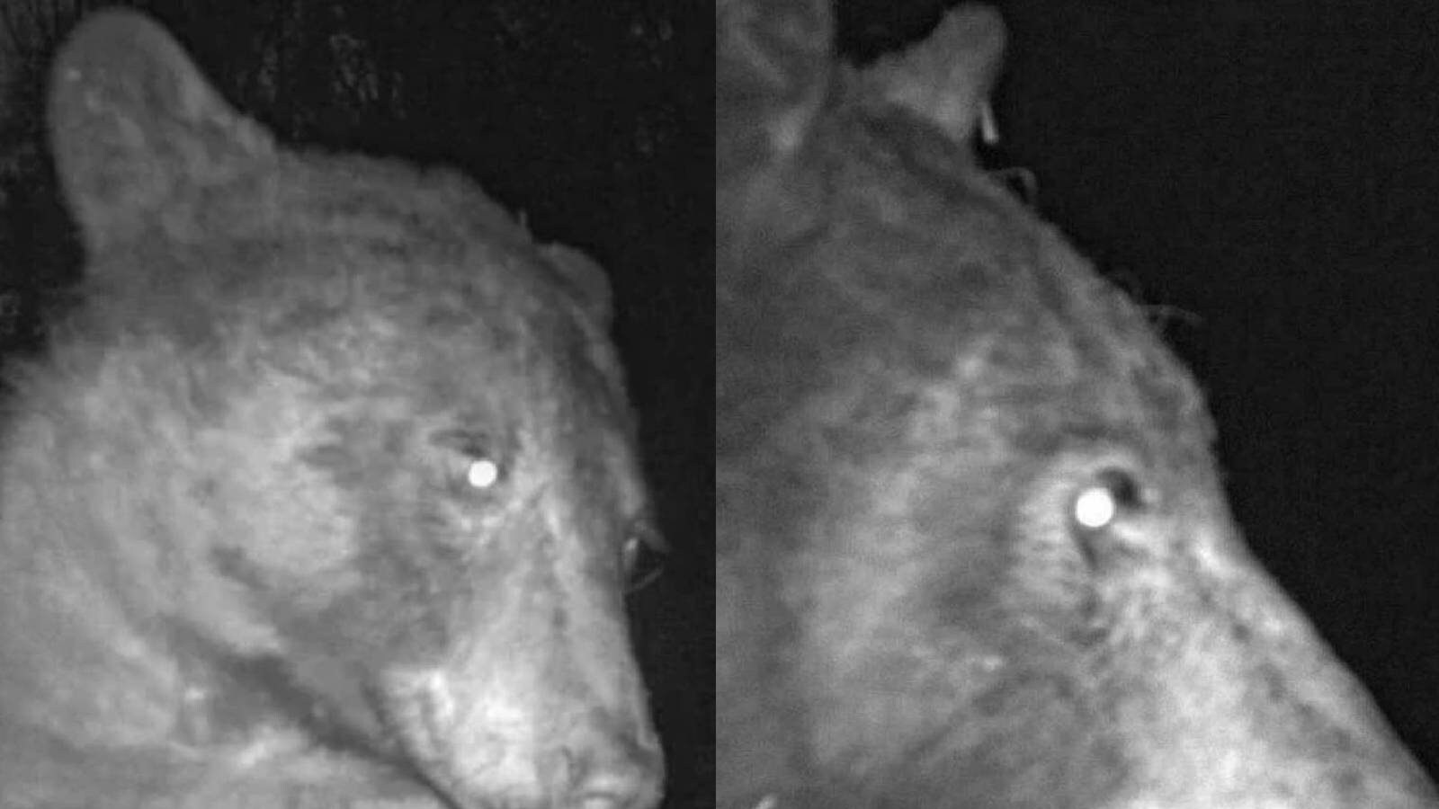 400 selfies of the bear were recorded on the camera installed in the forest