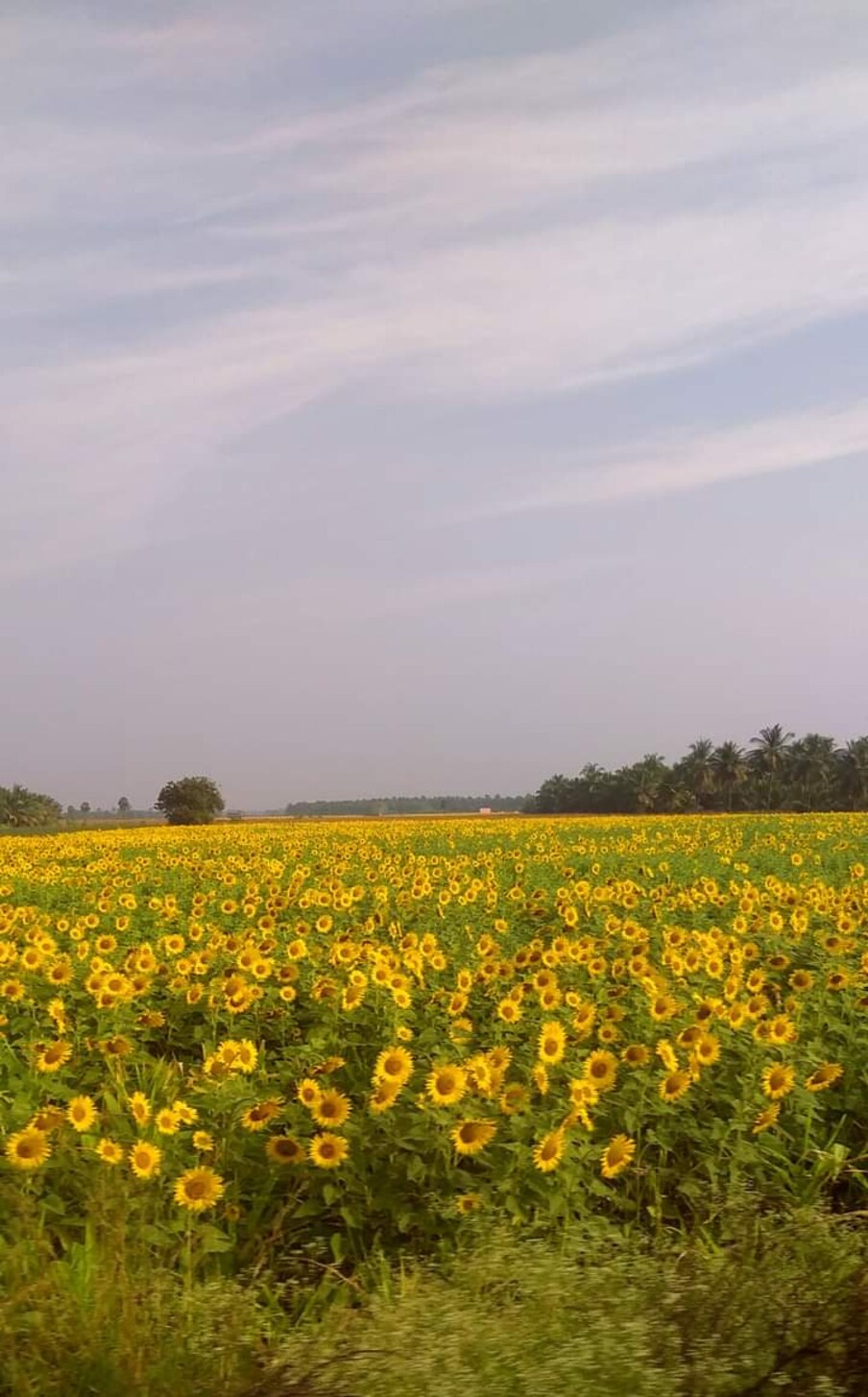  തേനി ഈശ്വറാണ് ചിത്രത്തിന്റെ ഛായാഗ്രഹണം. എഡിറ്റിങ് – ദീപു എസ്സ് ജോസഫ്. ലിജോ ജോസ് പെല്ലിശ്ശേരിയുടെ കഥക്ക് തിരക്കഥയും സംഭാഷണവും ഒരുക്കിയത് എസ്സ് ഹരീഷാണ്. ഡിജിറ്റൽ മാർക്കറ്റിങ്ങ് – വിഷ്ണു സുഗതൻ, അനൂപ് സുന്ദരൻ, പി ആർ ഓ – പ്രതീഷ് ശേഖർ.