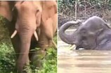 . PT 7 നെ പിടികൂടിയ കുങ്കിയാനകൾ; ഒരു കാലത്ത് നാടിനെ വിറപ്പിച്ച കാട്ടാനകൾ കുങ്കിയാനകളായതിങ്ങനെ