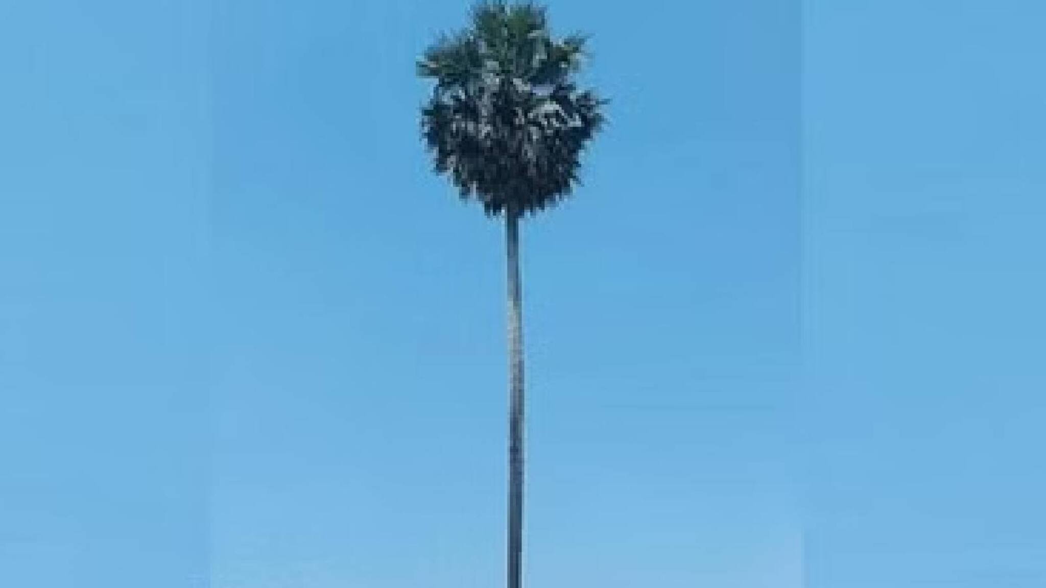 വിശ്വാസം; അതല്ല എല്ലാം: പള്ളിവേട്ട നടത്തുന്ന പന മുറിക്കാന്‍ ക്ഷേത്ര അധികൃതരുടെ അനുമതി;ദേശീയ പാതയിലെ ഒറ്റപ്പന ഓർമയാകും