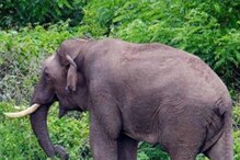 അട്ടപ്പാടിയിൽ ആദിവാസി വൃദ്ധൻ കാട്ടാന ആക്രമണത്തിൽ കൊല്ലപ്പെട്ടു