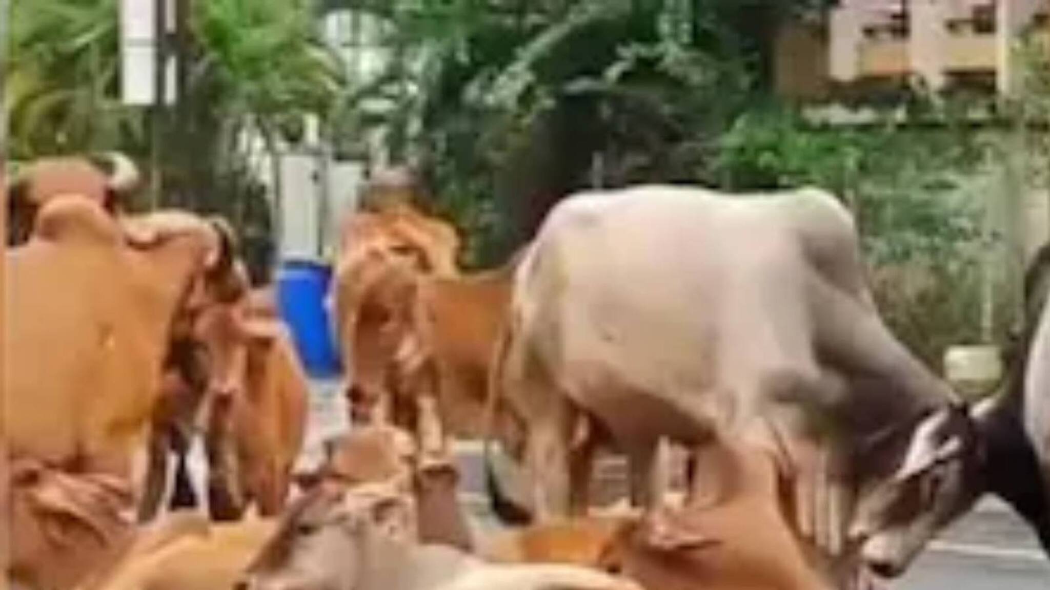 ഗോമൂത്രം ആരോഗ്യത്തിന് ഹാനികരം; അപകടകാരികളായ ബാക്ടീരിയകളടങ്ങിട്ടുണ്ടെന്ന് പഠനം