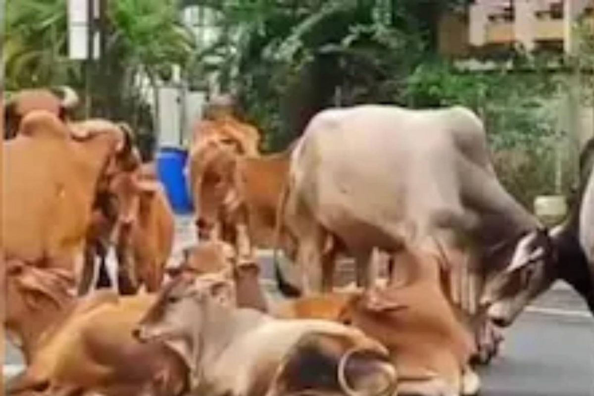ഗോമൂത്രം ആരോഗ്യത്തിന് ഹാനികരം; അപകടകാരികളായ ബാക്ടീരിയകളടങ്ങിട്ടുണ്ടെന്ന് പഠനം