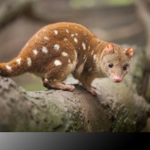 Quolls