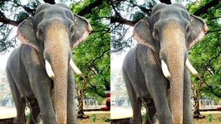 Photo: Elephant4ever / Facebook