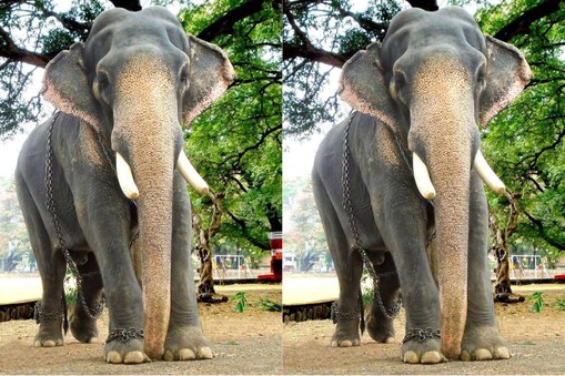 Photo: Elephant4ever / Facebook