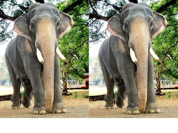 Photo: Elephant4ever / Facebook