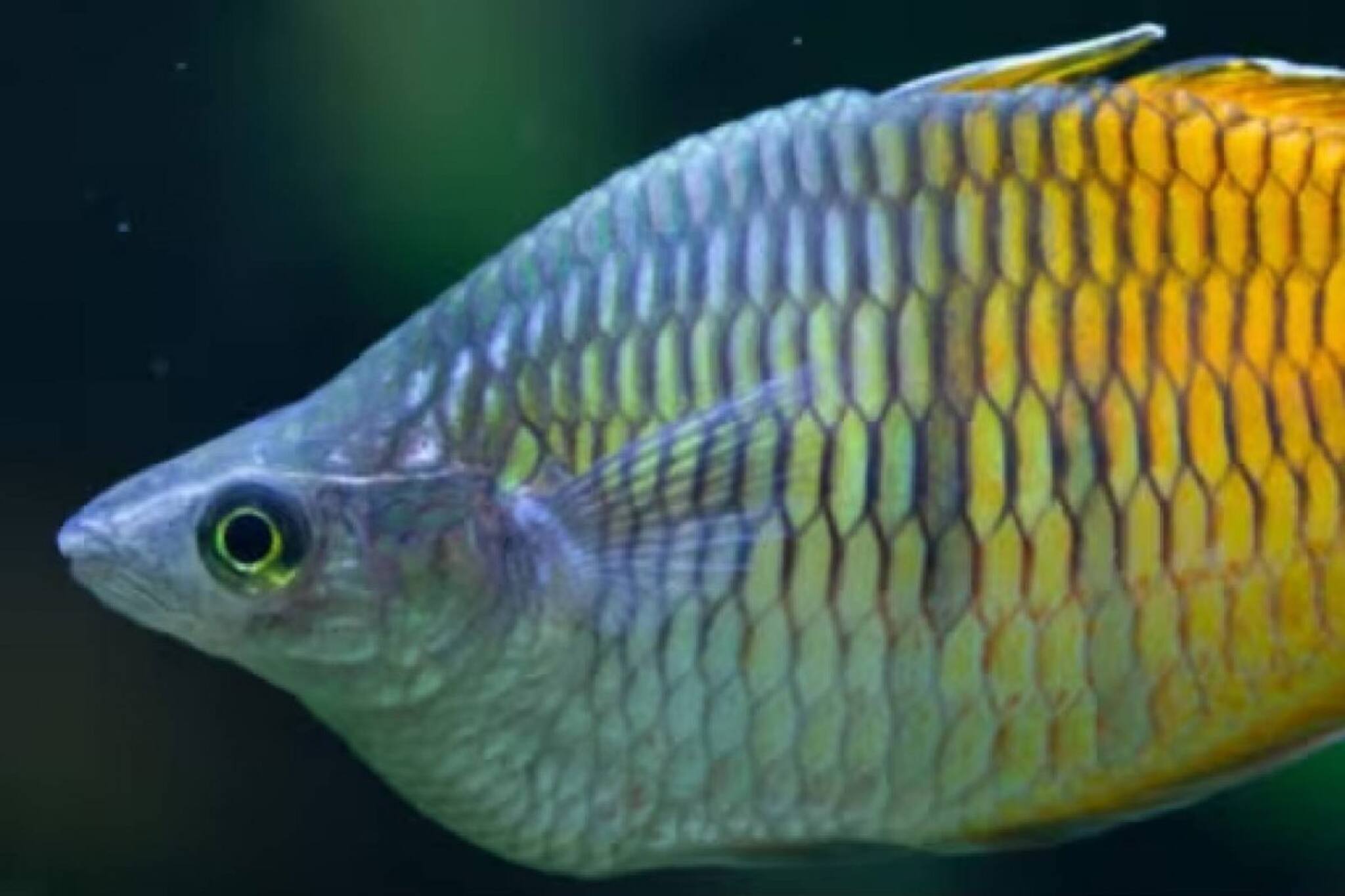 വംശനാശ ഭീഷണി നേരിടുന്ന സ്പീഷിസുകളെ സംരക്ഷിക്കാൻ നാച്വറൽ 'ഹൈബ്രിഡൈസേഷൻ'; പുതിയ കണ്ടെത്തലുമായി ഗവേഷകർ