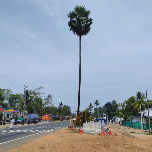  ഈ വര്‍ഷത്തെ ഉത്സവത്തിന്റെ ഭാഗമായുള്ള പള്ളിവേട്ടയാണ് പനയുമായി ബന്ധപ്പെട്ട ക്ഷേത്രത്തിലെ അവസാന ചടങ്ങ്. പിന്നീട് തന്ത്രി അടിമുറ്റത്ത് മഠം സുരേഷ് കുമാർ ഭട്ടതിരിപാടിന്റെ അനുമതിയോടെയാകും പന മുറിക്കുന്നത്. പന മുറിക്കുന്നതിന് മുമ്പായി അത് അനുമതി തേടിയുള്ള ചടങ്ങുകളും ഉണ്ടാകും.ക്ഷേത്ര ഗോപുരത്തിനൊപ്പം രണ്ട് കൊടിമരങ്ങളും നീക്കം ചെയ്യും. കൂടാതെ ക്ഷേത്രത്തിന്റെ ആറ് സെന്റ് ഭൂമിയും നഷ്ടമാകും.