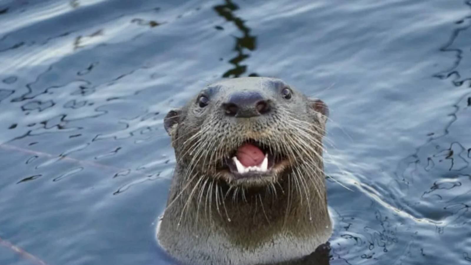 പമ്പയാറ്റില്‍ കുളിക്കാനിറങ്ങിയ നാലു പേർക്ക് നീർനായയുടെ ആക്രമണത്തി