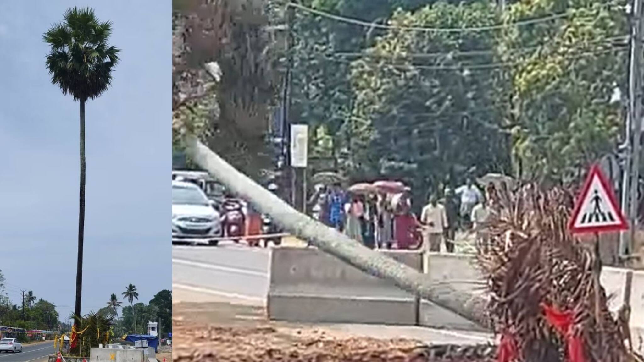 ദേശീയപാതാ വികസനം: ക്ഷേത്ര വിശ്വാസവുമായി ബന്ധപ്പെട്ട ആലപ്പുഴയിലെ ഒറ്റപ്പന മുറിച്ചുമാറ്റി