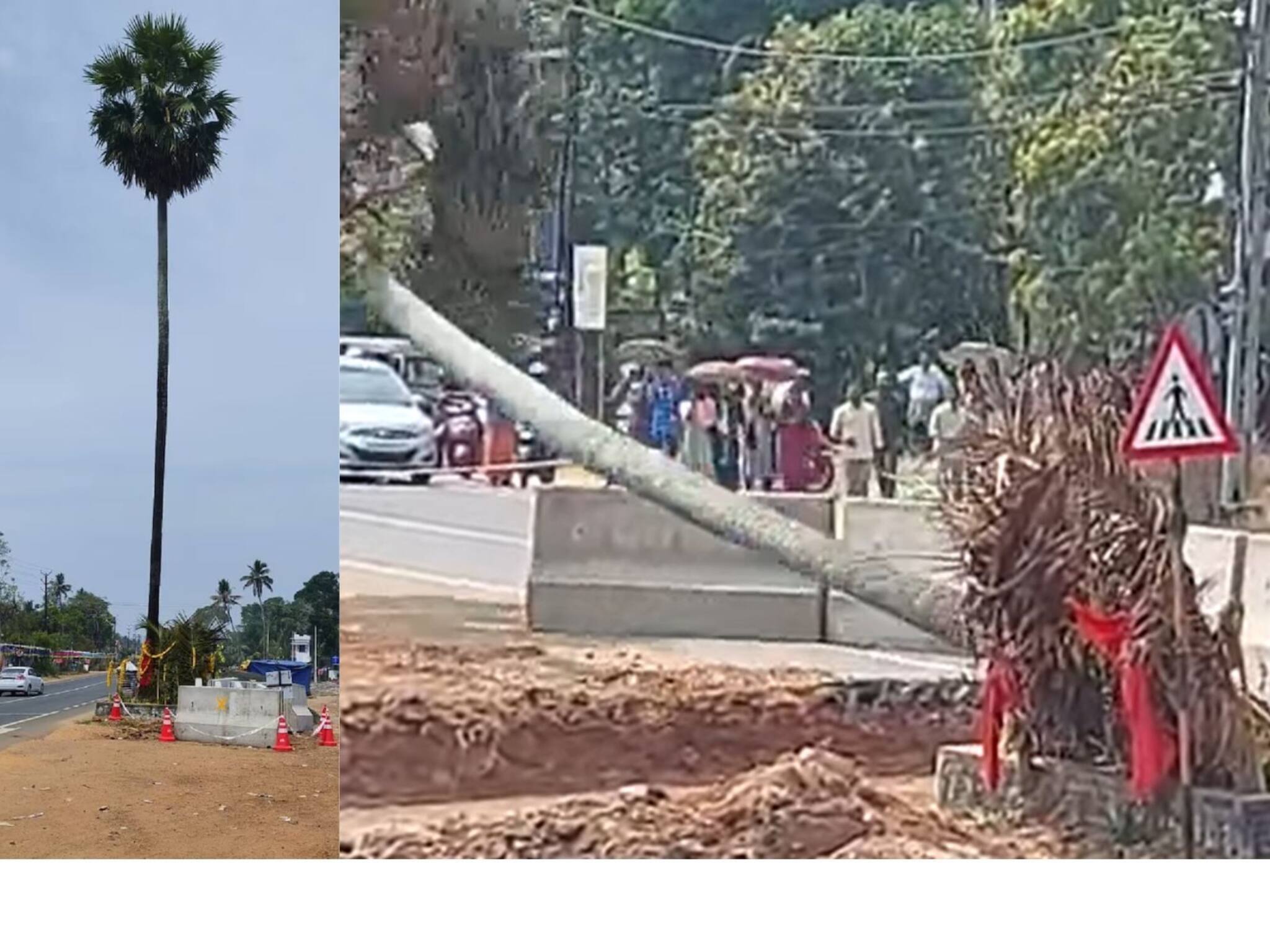 ദേശീയപാതാ വികസനം: ക്ഷേത്ര വിശ്വാസവുമായി ബന്ധപ്പെട്ട ആലപ്പുഴയിലെ ഒറ്റപ്പന മുറിച്ചുമാറ്റി