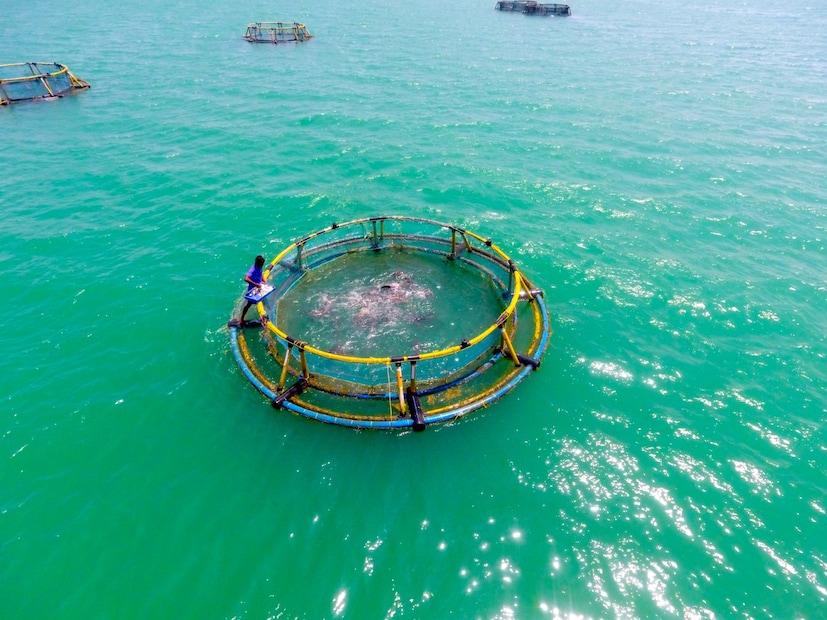  സിഎംഎഫ്ആർഐ വികസിപ്പിച്ച സാങ്കേതികവിദ്യപ്രകാരം, ആറ് മീറ്റർ വിസ്തീർണമുള്ള ഒരു കൂടിൽ നിന്നും 8 മാസകാലയളവ് കൊണ്ട് മൂന്ന് ടൺ മീനുകളെ ഉൽപാദിപ്പിക്കാം. ഇതിലൂടെ കർഷകർക്ക് കൃഷി ചെയ്യുന്ന മീനുകൾക്കനുസരിച്ച് ഒന്നര ലക്ഷം രൂപ മുതൽ രണ്ടര ലക്ഷം രൂപ വരെ വരുമാനമുണ്ടാക്കാം. കൂടുമത്സ്യകൃഷിക്ക് പുറമെ, കടൽപായൽ കൃഷി, മീനും കടൽപായലും കക്കവർഗങ്ങളും സംയോജിതമായി കൃഷിചെയ്യുന്ന ഇംറ്റ സാങ്കേതികവിദ്യകളും തീരദേശവാസികളുടെ വരുമാനവർധനവിനും ശാക്തീകരണത്തിനും സഹായകരമാണെന്ന് തെളിഞ്ഞിട്ടുണ്ട്.