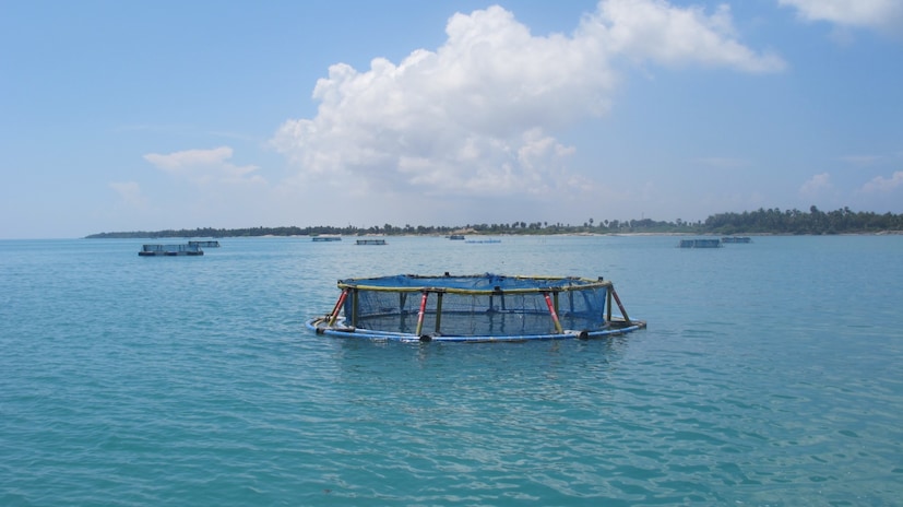  തനത് മത്സ്യങ്ങളുടേതുൾപ്പെടെ തദ്ദേശീയ സാങ്കേതികവിദ്യകൾ വികസിപ്പിക്കാൻ ഗവേഷകർ തയ്യാറാകണമെന്ന് അദ്ദേഹം പറഞ്ഞു. സാധാരണ ജനങ്ങളുടെ ജീവിതനിലവാരം മെച്ചപ്പെടുത്താനുള്ള സാങ്കേതികവിദ്യകൾക്കാണ് മാരികൾച്ചർ രംഗത്ത് ഗവേഷകർ ഊന്നൽ നൽകേണ്ടതെന്നും അദ്ദേഹം പറഞ്ഞു. ഏഴ് സംസ്ഥാനങ്ങളിൽ നിന്നായി 22 ഗവേഷകരാണ് 21 ദിവസം നീണ്ടുനിൽക്കുന്ന വിന്റർ സ്‌കൂളിൽ പങ്കെടുക്കുന്നത്.