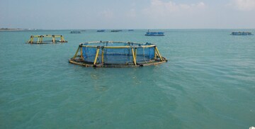 കടൽ തീരത്ത് നിന്നും 10 കിലോമീറ്റർ പരിധിയിൽ 146 ഇടത്ത് കൂടുമത്സ്യകൃഷി; ലക്ഷ്യം പ്രതിവർഷം 21.3 ലക്ഷം ടൺ ഉൽപ്പാദനം കടൽ തീരത്ത് നിന്നും 10 കിലോമീറ്റർ പരിധിയിൽ 146 ഇടത്ത് കൂടുമത്സ്യകൃഷി; ലക്ഷ്യം പ്രതിവർഷം 21.3 ലക്ഷം ടൺ ഉൽപ്പാദനം