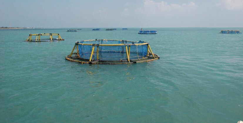 കൊച്ചി: കടൽ തീരത്ത് നിന്നും 10 കിലോമീറ്റർ പരിധിയിൽ 146 ഇടത്ത് കൂടുമത്സ്യകൃഷിക്ക് ഒരുങ്ങി കേന്ദ്ര സമുദ്രമത്സ്യ ഗവേഷണ സ്ഥാപനം (സിഎംഎഫ്ആർഐ). തീരത്ത് നിന്നും 10 കിമി കടൽപരിധിയിലാണ് കൂടുമത്സ്യകൃഷി ഉദ്ദേശിക്കുന്നത്. ഈ സ്ഥലങ്ങളിൽ നിന്നും പ്രതിവർഷം 21.3 ലക്ഷം ടൺ മത്സ്യോൽപാദനമാണ് സിഎംഎഫ്ആർഐ ലക്ഷ്യമിടുന്നത്. കേരളത്തിൽ നാല് സ്ഥലങ്ങളാണ് കൂടുതൽ അനുയോജ്യമായി കണ്ടെത്തിയിട്ടുള്ളത്.   കൊച്ചി: കടൽ തീരത്ത് നിന്നും 10 കിലോമീറ്റർ പരിധിയിൽ 146 ഇടത്ത് കൂടുമത്സ്യകൃഷിക്ക് ഒരുങ്ങി കേന്ദ്ര സമുദ്രമത്സ്യ ഗവേഷണ സ്ഥാപനം (സിഎംഎഫ്ആർഐ). തീരത്ത് നിന്നും 10 കിമി കടൽപരിധിയിലാണ് കൂടുമത്സ്യകൃഷി ഉദ്ദേശിക്കുന്നത്. ഈ സ്ഥലങ്ങളിൽ നിന്നും പ്രതിവർഷം 21.3 ലക്ഷം ടൺ മത്സ്യോൽപാദനമാണ് സിഎംഎഫ്ആർഐ ലക്ഷ്യമിടുന്നത്. കേരളത്തിൽ നാല് സ്ഥലങ്ങളാണ് കൂടുതൽ അനുയോജ്യമായി കണ്ടെത്തിയിട്ടുള്ളത്.