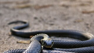 പാമ്പ് പാമ്പ്