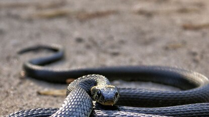 പാമ്പ് പാമ്പ്