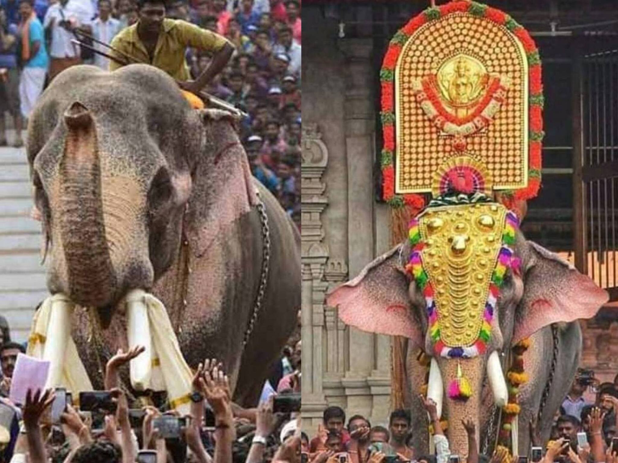 തെച്ചിക്കോട്ടുകാവ് രാമചന്ദ്രനെ ഒറ്റയ്‌ക്ക്‌ എഴുന്നള്ളിക്കാൻ അനുമതി; 'മറ്റ് ആനകൾക്കൊപ്പമോ കൂട്ടമായുള്ള എഴുന്നള്ളത്തിലോ പങ്കെടുപ്പിക്കരുത്'