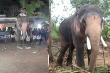 'വിരണ്ടോടിയത് മറ്റൊരാന; തെച്ചിക്കോട്ടുകാവ് രാമചന്ദ്രനെ ഇകഴ്ത്താൻ ബോധപൂർവ്വമായ ശ്രമം നടക്കുന്നു'; ക്ഷേത്ര ഭരണ സമിതി