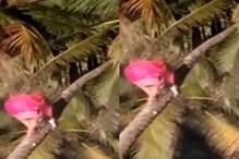 കരിക്കിടാനായി കയറിയ തെയ്യം തെങ്ങിൽനിന്ന് വീണു; പരിക്കില്ലാതെ രക്ഷപെട്ടു