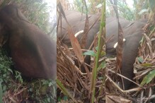 വൈദ്യുതി ലൈനില്‍ നിന്നും ഷോക്കേറ്റ് ഇടുക്കിയിലെ 'സിഗരറ്റ് കൊമ്പന്‍' ചെരിഞ്ഞു