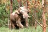 അരിക്കൊമ്പനെ പിടികൂടുന്നതിനെ എതിര്‍ത്തതില്‍ പ്രതിഷേധം; ഇടുക്കിയിലെ 7 പഞ്ചായത്തുകളില്‍ ഇന്ന് ഹര്‍ത്താല്‍