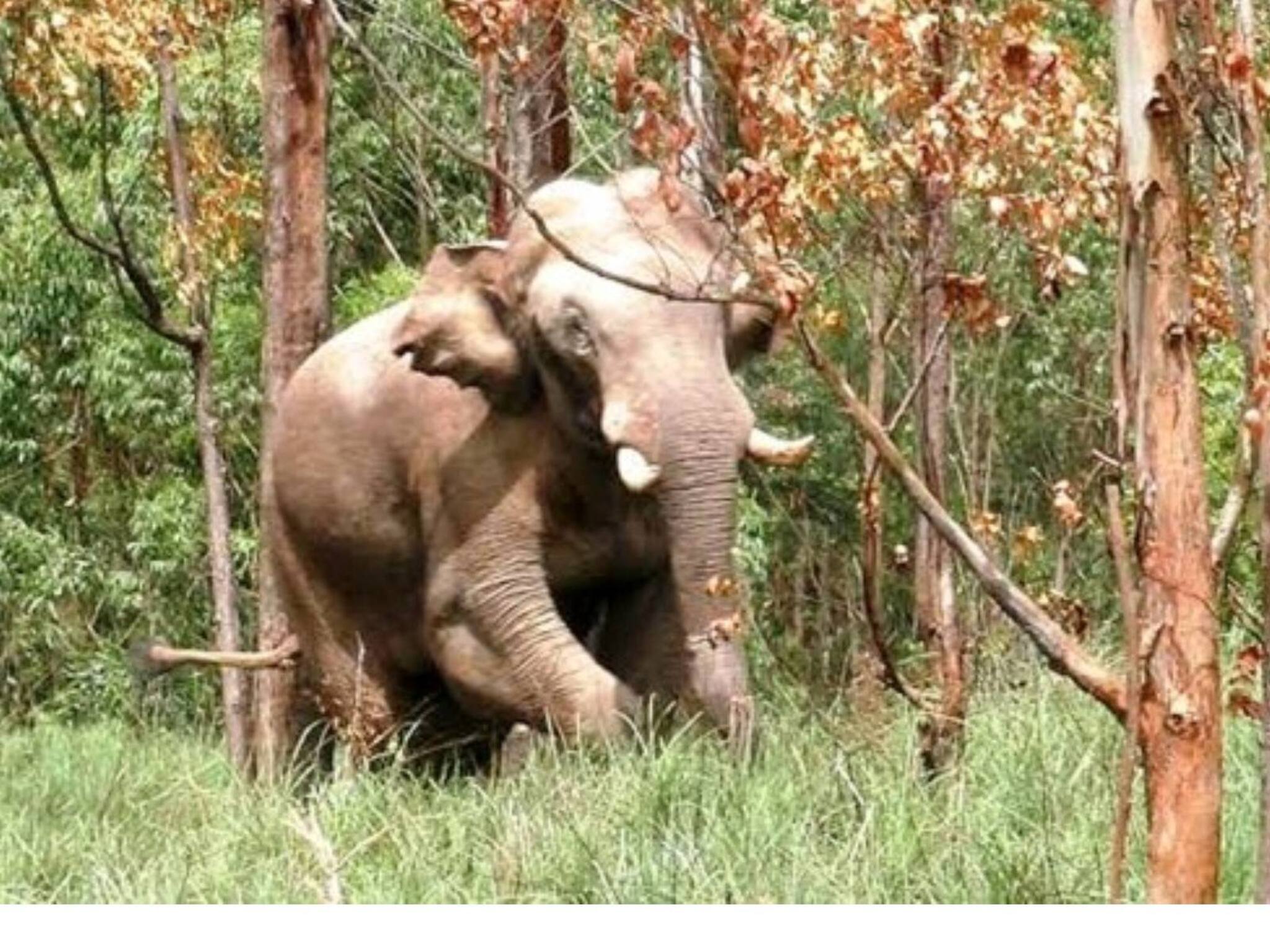 'അരിക്കൊമ്പനെ കൂട്ടിലടയ്ക്കരുത്, എങ്ങോട്ടു മാറ്റണമെന്ന് സർക്കാരിന് തീരുമാനിക്കാം': ഹൈക്കോടതി