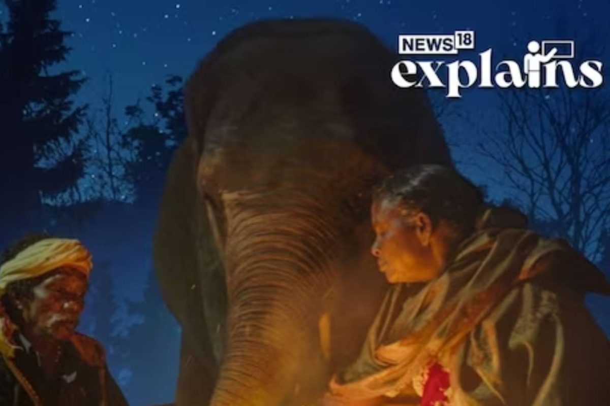 Oscar 2023 | 'എലിഫന്റ് വിസ്‌പറേഴ്‌സ്': തമിഴ്നാട്ടിലെ മുതുമല ദേശീയോദ്യാനത്തിന്റെ പശ്ചാത്തലത്തിൽ  ഇന്ത്യയുടെ ഓസ്‌കാർ