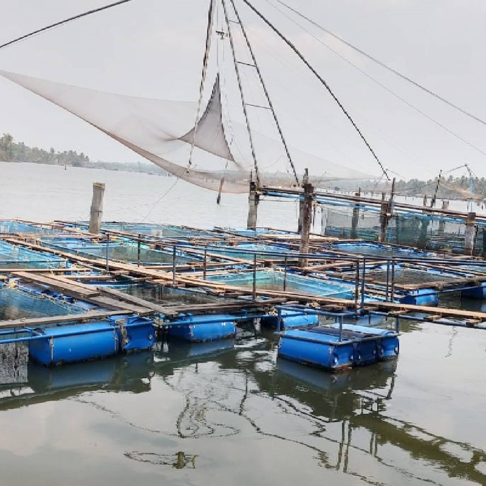  കേരളത്തിലെ മൂന്ന് ജില്ലകളിൽ നിന്നുൾപ്പെടെ ഇന്ത്യയിലെ ആറ് തീരദേശ സംസ്ഥാനങ്ങളിലെ 159 മാരികൾച്ചർ സംരംഭങ്ങളുടെ സാമൂഹിക-സാമ്പത്തിക-പാരിസ്ഥിതിക ഘടകങ്ങൾ പരിശോധിച്ചുനടത്തിയ പഠനമാണിത്.